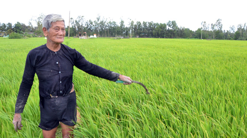 Trả đất cho dân trồng lúa