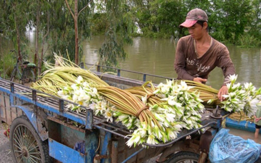 Tương ớt gia vị phẩm màu; mắm cá đặc sản hóa chất