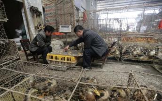 Trung Quốc: Virus H7N9 lan xuống Quảng Đông