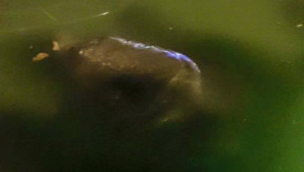 Cụ Rùa Hồ Gươm qua đời