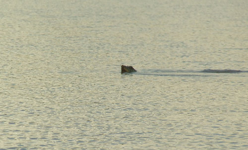 Rùa Hồ Gươm có nguồn gốc từ sông Hồng?