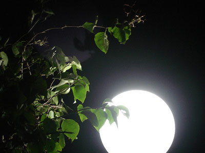 Đêm trăng trên đỉnh Cô Tô