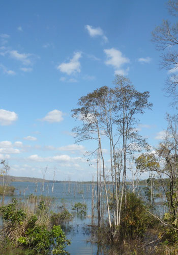 Rừng Tây Nguyên hùng vĩ