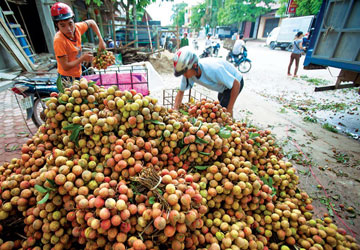 Kiểm soát thương nhân nước ngoài mua bán nông sản