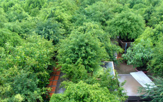 Đại gia cây cảnh khóc ròng với đống củi tiền tỷ