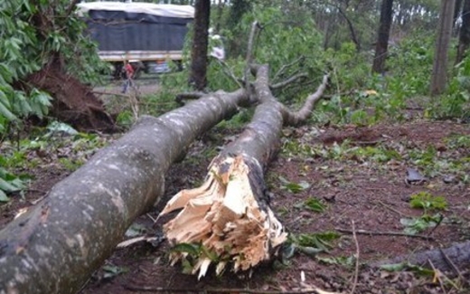 Bất lực nhìn caosu “sinh đẻ vỡ kế hoạch”