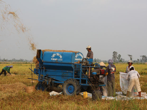 Nông dân miền Tây "ôm" nợ với vụ lúa hè thu