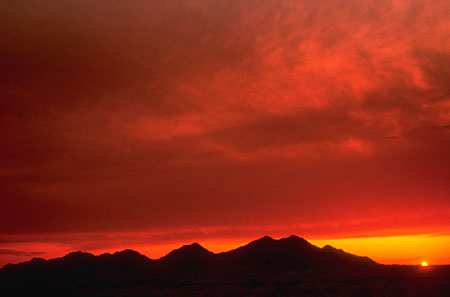 Ông chủ và con yến mã