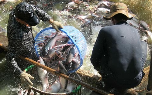 Cá tra sốt giá, người nuôi vẫn thờ ơ