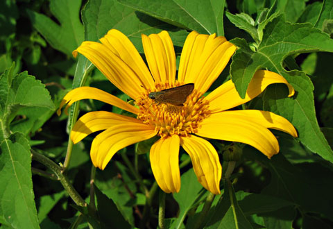 Bình yên phố núi B'Lao