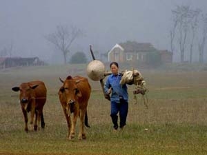 Bức thứ hai: “Tổng thu nhập một tháng của người nông dân”