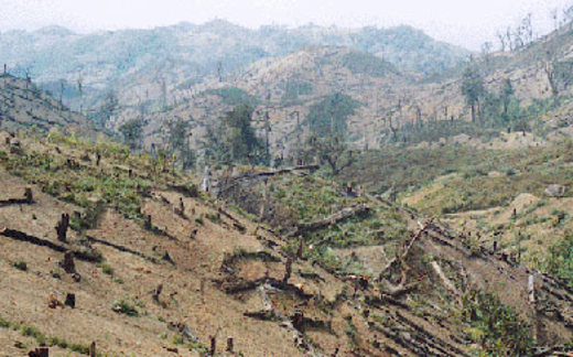 Phá rừng làm thủy điện không có phương án trồng bù