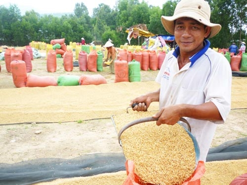 Nông dân nghèo trên “mỏ” gạo!