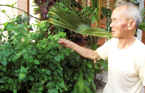 Ông lang chữa khỏi ung thư hạch ác tính