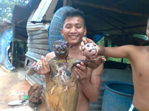 Công an điều tra vụ giết khỉ dã man