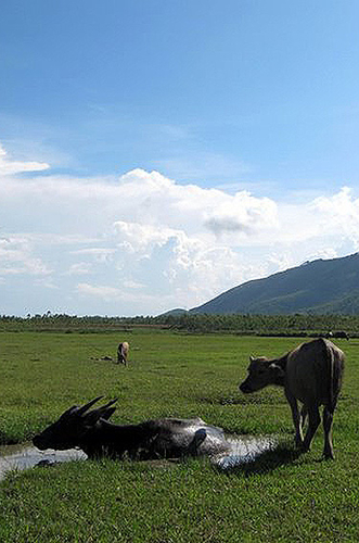 Lên rừng, xuống biển và về quê
