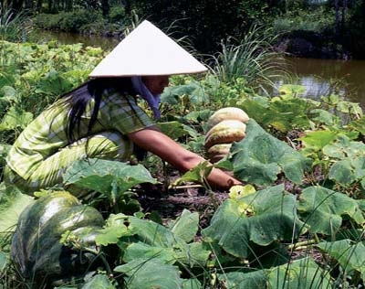 Bức thư thứ ba: Số phận những người đàn bà thôn quê