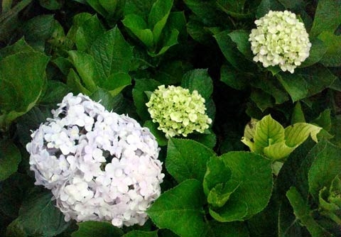 Đà Lạt mộng mơ