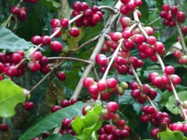 Người trồng cà phê mất 500 tỉ đồng
