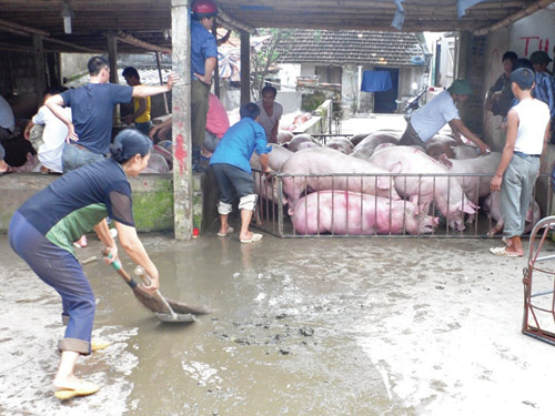 Cơ hội chấn chỉnh ngành chăn nuôi
