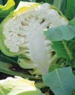 Để bảo vệ tuyến tiền liệt