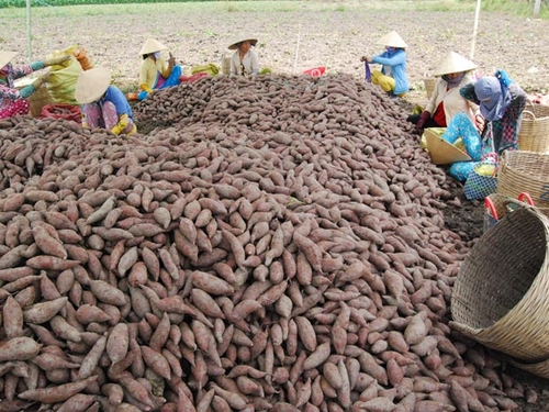 Người Trung Quốc thuê đất Việt Nam trồng... khoai lang
