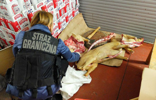 Không phải chó mà là dê.