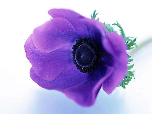 THƠ - Ý nghĩ lúc nửa đêm