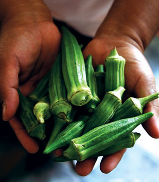 Uống nước đậu bắp trị tiểu đường?