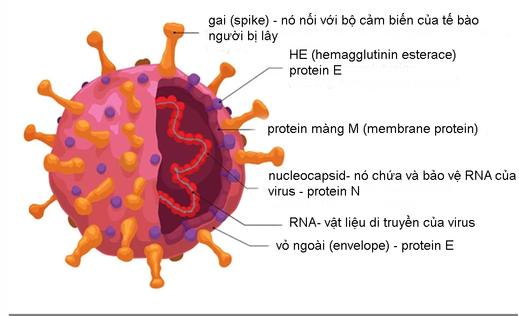 Bạn đã tiêm chủng xong. Làm thế nào để kiểm tra ta đã có đề kháng?