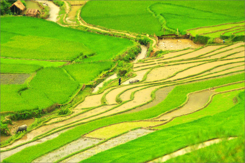 Tháng 6 ở Mù Cang Chải