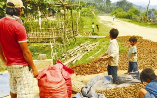 Vặt lá, chặt rễ cây bán cho thương lái Trung Quốc