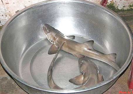 Cá nghéo Cửa Tùng