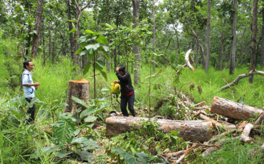Quỹ phát triển rừng như cái rổ nhận tiền