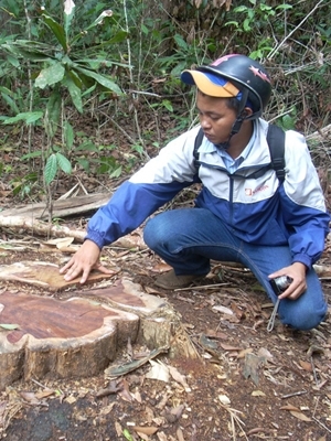 Rừng trắc độc nhất Tây Nguyên trước nguy cơ xóa sổ