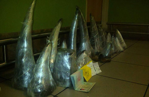 Nam Phi bắt hai người Việt sở hữu sừng tê