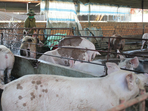 Nông sản oằn lưng cõng phí: Heo, gà đang bị phí đè