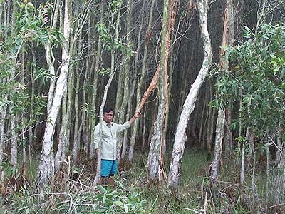 Cánh đồng... “trời đánh”