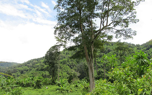 Bộ TN-MT kết luận: Dự án Đồng Nai 6 và 6A phá rừng, phạm luật!