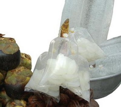 Dừa nước thốt nốt