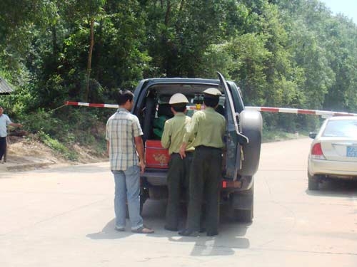 Vụ gỗ sưa bị đốn hạ ở Quảng Bình: Kiểm lâm làm ngơ?