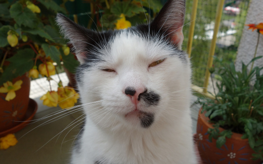 LG G3 sẽ ra mắt sớm hơn dự kiến