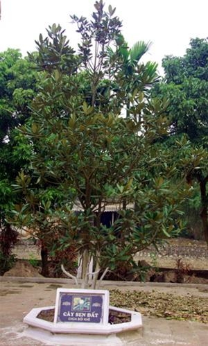 Đến Thanh Oai thăm chùa cổ Bối Khê