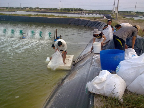 Nông nghiệp, những “bờ ruộng” chờ phá bỏ - Bài 2