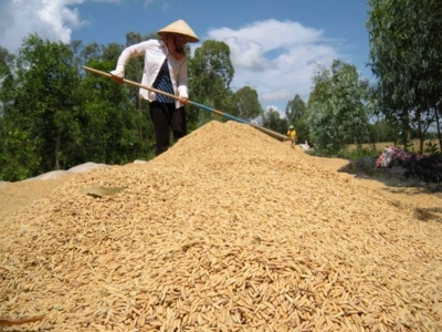 VÌ SAO GIÁ GẠO VN RẺ NHẤT THẾ GIỚI?