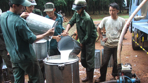 Mủ cao su: mua tất tần tật