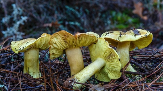 Hãy chú ý khi vào rừng hái nấm, nếu không có thể bị phạt tới 500 zloty