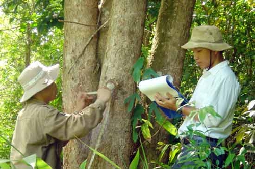 Nghịch lý ngành gỗ