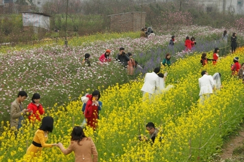 Tết quê trong hồn người phố thị