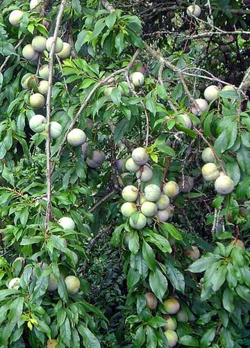 Bắc Hà mùa mận tam hoa chín